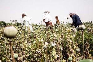 Afghanistan_opium