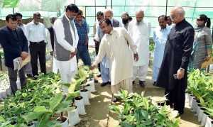 Chairman PARC  Dr Nadeem Amjad visiting disease free tissue culture banana nursery developed for banana growers of Sindh Region at SARC Karachi University Campus. 
