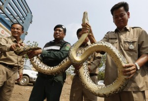 Cambodian police officers hold a python before handing it to members of  the NGO WildAid, after it was recovered from smugglers, in Kandal province, outside Phnom Penh, Cambodia. - Reuters