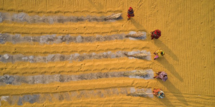 Global food  price surge not China’s fault