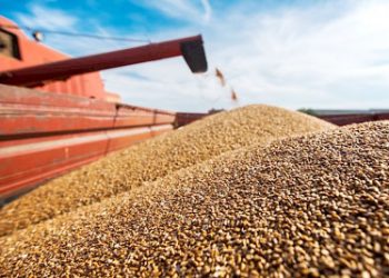 Kazakhstan increases  export of  wheat