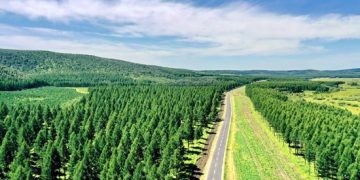 China leads global efforts in saving forests