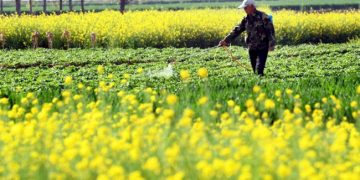 A farmer manages potato seedlings sown in Zaozhuang