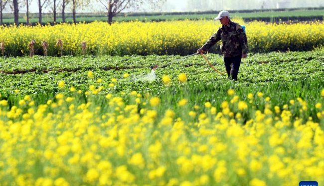 A farmer manages potato seedlings sown in Zaozhuang