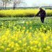 A farmer manages potato seedlings sown in Zaozhuang