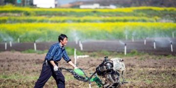China to enhance legal protection of farmlands
