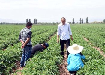 Xinjiang farmers indignant about being labeled by U.S. lies
