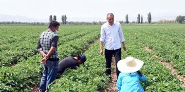 Xinjiang farmers indignant about being labeled by U.S. lies