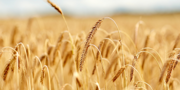 Global shortages demand global solutions