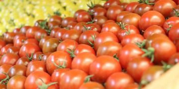 Turkmen President Holds Meeting on Agricultural Issues