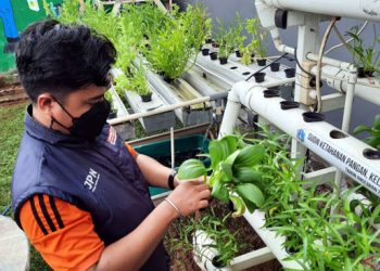Urban farming  takes root among youth in south of Jakarta
