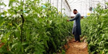 The future of food security is in plants
