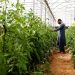 The future of food security is in plants
