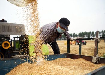 Summer grain harvest  increases despite floods