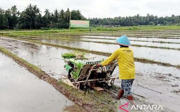 Mutual cooperation helps to avert food crisis in Indonesia