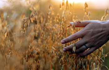 China sees growth in  summer grain harvest