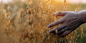 China sees growth in  summer grain harvest
