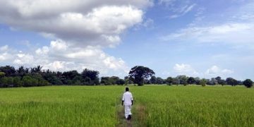 Sri Lanka faces looming food crisis with stunted rice crop