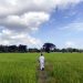 Sri Lanka faces looming food crisis with stunted rice crop