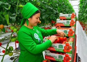 Turkmenistan Exports $6.6 Million Worth of Tomatoes  to Kyrgyzstan
