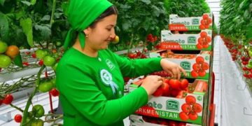 Turkmenistan Exports $6.6 Million Worth of Tomatoes  to Kyrgyzstan